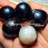 Смородина СЛАСТЕНА (КРУПНОМЕР! ОГРОМНЫЙ КУСТ, УРОЖАЙ В ГОД ПОСАДКИ) Смородина СЛАСТЕНА (КРУПНОМЕР! ОГРОМНЫЙ КУСТ, УРОЖАЙ В ГОД ПОСАДКИ)